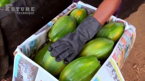 Папайя: заманчивый фрукт с любопытными свойствами