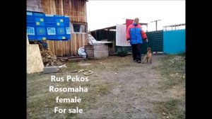 Щенки малинуа 2 месяца. Начало занятий