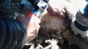 Стрижка    электрической   машинкои   овец