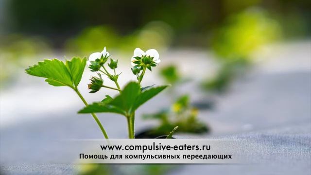 Компульсивное переедание: Кейт, история выздоровления смотреть онлайн