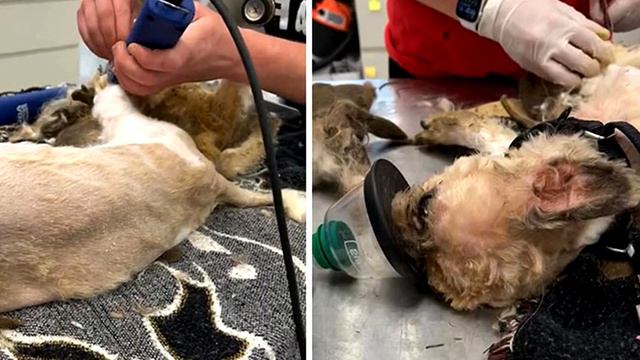 Пугающее существо бродило по улице! Люди даже не понимали, кто скрывается под шерстью! смотреть онлайн