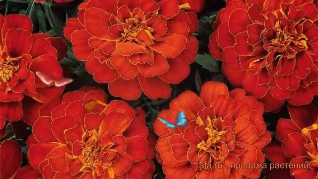 Бархатцы отклоненный Ред ? отклоненный бархатцы Ред обзор: как сажать, семена бархатцев Ред смотреть онлайн
