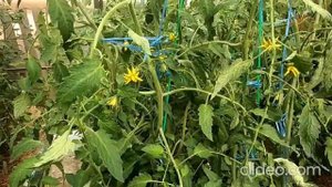 Самая лучшая подкормка томатов после похолодания и дождей