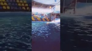 Дельфинарий. Плавание с Дельфином. Дети и дельфины.