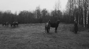 Аттар, аттар!