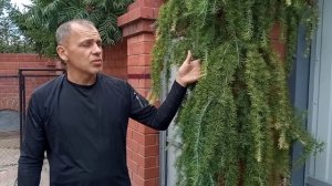 Лиственница плакучая делаем арку.