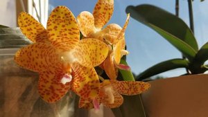 Два гибрида на гигантею/two hybrid gigantea