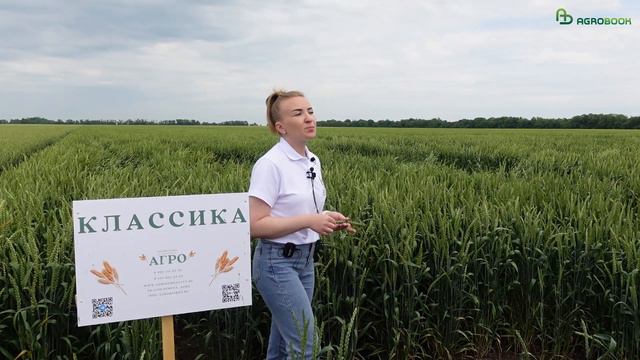 С гарантией урожая и сбыта: пшенично-чечевичный День поля на базе хозяйства ООО «Агро» смотреть онлайн