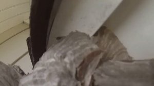 пылесосом  уничтожил гнездо  шершня