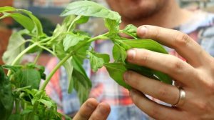 How To Harvest Basil So It Keeps Growing BIG!