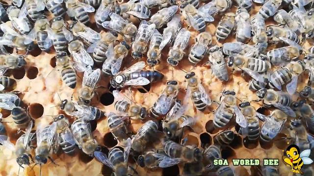 Окончание зимовки отводка на рамку 230 смотреть онлайн