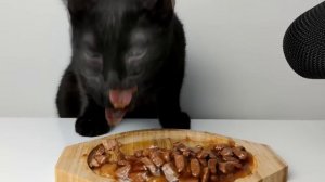 1 HOUR Cat Eating ASMR Compilation