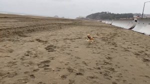 Mini Golden Retriever is jealous of another dog's toy