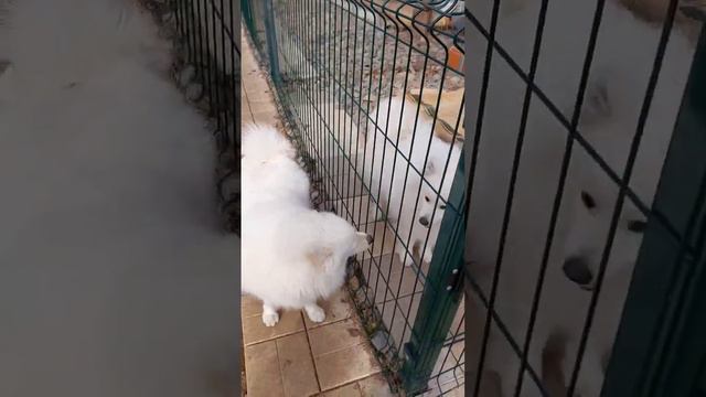 японский шпиц питомник Цунени Катцу Волгоград #шпиц #dog #японскийшпиц #приколы #смешноевидео