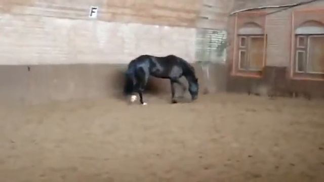 Продажа Ахалтекинских лошадей Sale of Akhal-Teke horses https://akhaltekellc.com смотреть онлайн