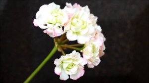 Пеларгония розебудная. Пеларгония Apple Blossom Rosebud