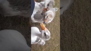 На меня напали гуси и отжали горох?