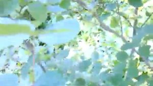 Ирга ягода кустарник.Ирга плодоносит