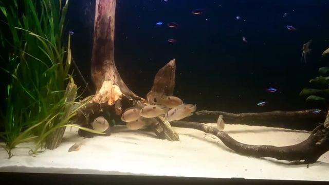 Akara z Maronii w 450l смотреть онлайн