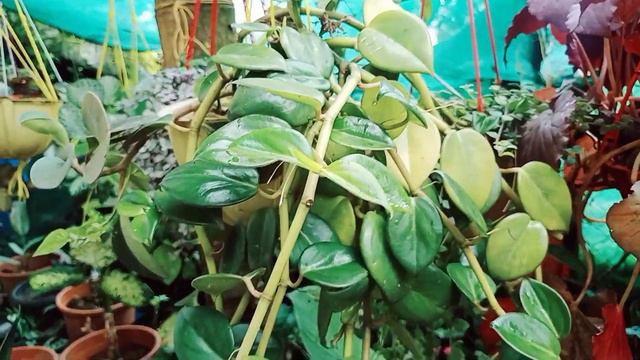 Plant's for sale malayalam / Calathea, Caladium,Agolonima, Balsam,Sygonium....#fabsworld #plantsale