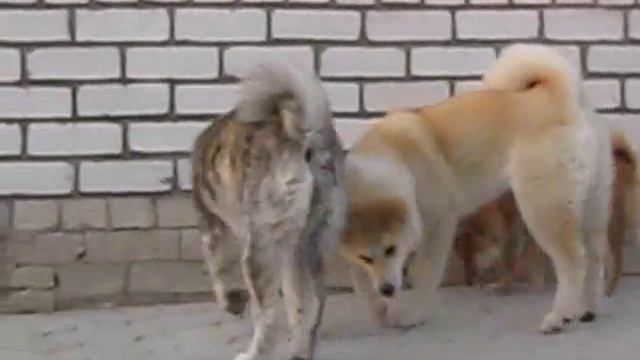 Акита-ину и Шиба-ину играют смотреть онлайн