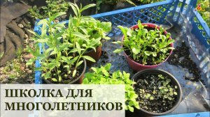 Школка для многолетников