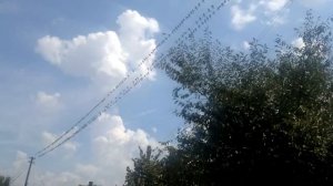 миграция ласточек