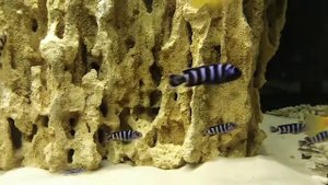 Псевдотрофеус демасони малёк