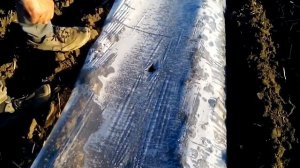 прорезка арбуза под плёнкой