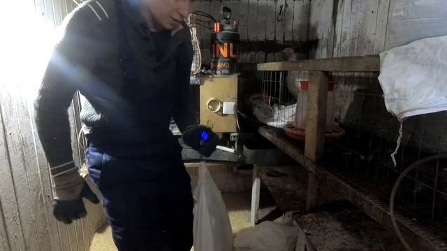 Вес индюков ХАЙБРИД КОНВЕРТЕР в два месяца без СПЕЦ-КОРМОВ. Сколько съели индюки смотреть онлайн