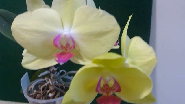 Phalaenopsis Fullers Sunset