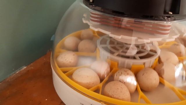 Тухми КАБК дар инкубатор || Setting KECLIC eggs in the Incubator || KECLIC смотреть онлайн