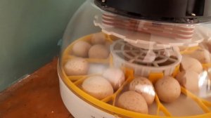 Тухми КАБК дар инкубатор || Setting KECLIC eggs in the Incubator || KECLIC