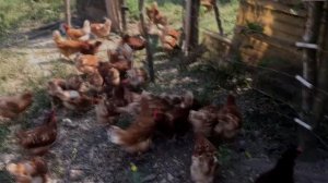 Gallinas Ponedoras Isa Brown y Rhode island  Saliendo a Comer