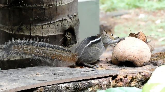 Indian Palm Squirrel Eating copra and Mango | About Indian Palm squirrel | അണ്ണാൻ / അണ്ണാരക്കണ്ണൻ смотреть онлайн