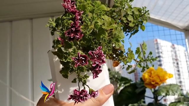 #пеларгония #ангел Quantock Double Dymond смотреть онлайн