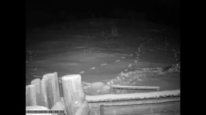 КУПИЛ 2 ДОМА В ДЕРЕВНЕ _ ПРИШЛА ЗА КУРАМИ ПО СРЕДИ НОЧИ