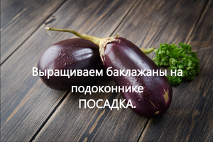 Как сажать баклажан. Выращиваю баклажан на балконе(дома).