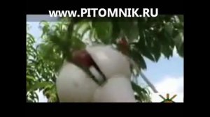 ПЛОДОСЪЕМНИК ДЛЯ ЯБЛОК, ВИШНИ, СЛИВЫ, ЧЕРЕШНИ, ГРУШИ, АБРИКОСОВ, телескопический плодосборник