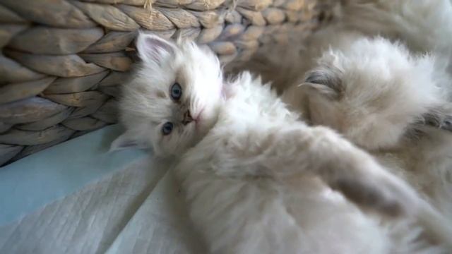 Красивые белые голубоглазые шотландские вислоухие котята - коты и кошки 2019 - приколы с котами