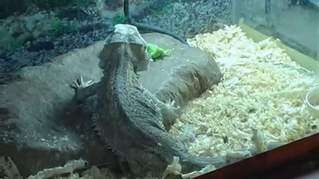 змеи и жабы в обычной квартире!.avi смотреть онлайн