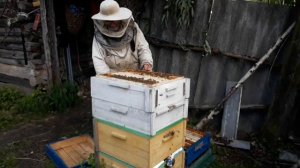В кассетно-корпусном улье три надставки залиты мёдом. Ставим корпус с вощиной для мёда