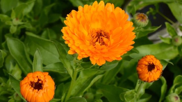 Календула лекарственная. смотреть онлайн