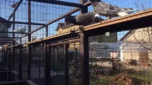 Иранские белохвостые голуби продажа Ставрополь 89034451665