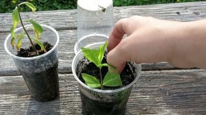 ФЛОКСЫ / Размножение флоксов черенками