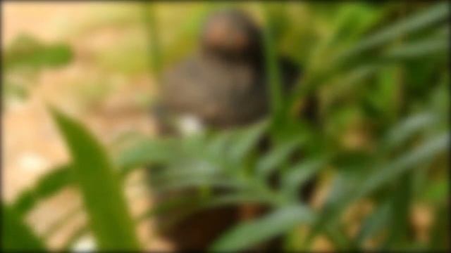 Kirtan Dhyan(GOBIND BOLO HARI GOPAL BOLO) смотреть онлайн