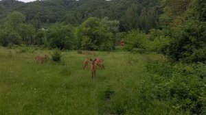 Олени в Чечне. Удивительно красиво!