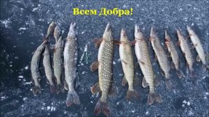 Открытие сезона жерлиц,  в Рыбинске и Рыб.р-не (флаги 17.11.2015)