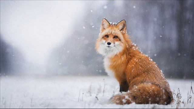 9 клас карпюк inventions смотреть онлайн