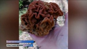 Какие грибы можно собрать и приготовить уже сейчас